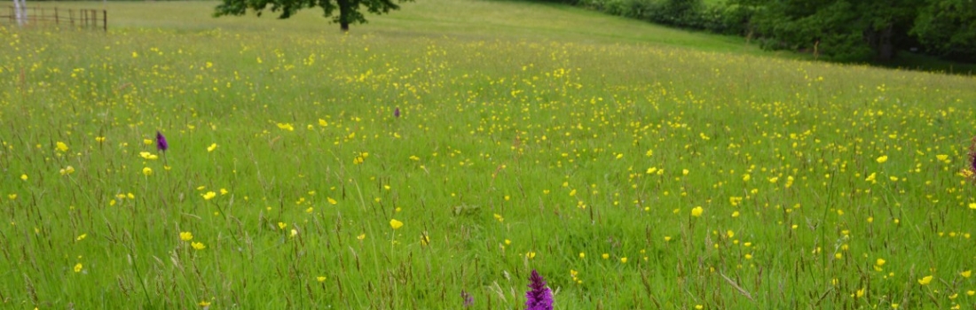 Burrow-Farm-Gardens-11-wild-flower-meadow-Medium-1100x350