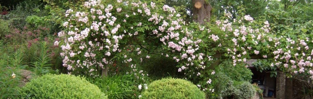 Burrow-Farm-Gardens-Visit-Devon-Holiday-South-west-Axminster-5-Copy-1100x350