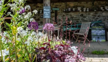 Burrow-farm-gardens-plant-nursery A huge selection of beautiful hardy perennials and shrubs are available at the Burrow Farm Gardens Plant Nursery