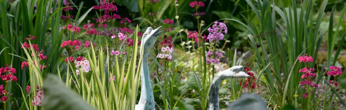 Primulas surrounding two metal geese in the woodlang garden